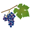 Grape, vine, autumn