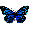 Butterfly blue