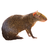 Agouti 4