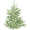 grüner Christbaum, Tannenbaum oder Weihnachtsbaum