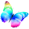 beautiful butterfly
