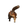a cute squirrel