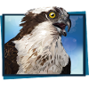 Osprey