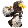Birds of prey