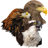 Birds of prey