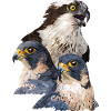 Birds of prey