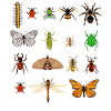 Insetti, tipi di insetti