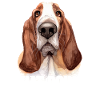 Basset Hound Que faire
