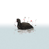 Eurasian coot