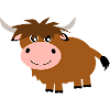 Highland cattle cow