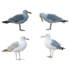 Seagulls