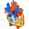 Farbige Herz-Anatomie Illustration