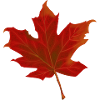 Autumn leaf