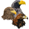 Raubvögel