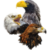 Birds of prey