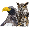 Birds of prey