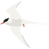 Arctic Tern flying