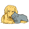 cat and dog