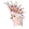 Parrot Cockatoo Punk Bird Gift