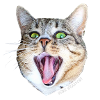 Bebe Crazycat Blanc