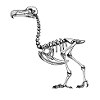 Dodo Skeleton