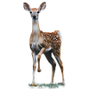 deer - fawn
