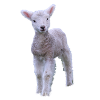 cute lamb - sweet lamb
