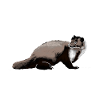 marten