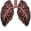 Lungs drawing anatomy