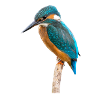 Kingfisher - Kingfisher