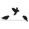 Birds