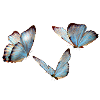 Butterflies