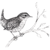 Wren