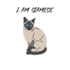 I Am Siamese Cat