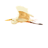 crane