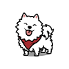 Samoyed