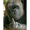 Funny Gorilla