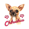 Chihuahua Hund Begleithund Geschenkidee