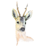 Deer 1.0