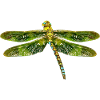 libellule