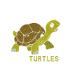 Turtle animals