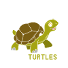 Turtle kids animal lover