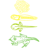 Lebenszyklus der Froschkaulquappe