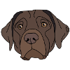 Labrador Retriever design