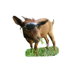 Goat with glasses