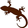 Gecko