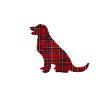 Golden Retriever Tartan