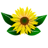 Sunflower, sunflower