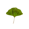 Ginko farbe