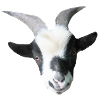 Robin the billy goat